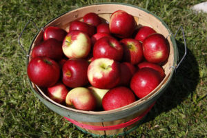 A basket of apples sitting on the grass.