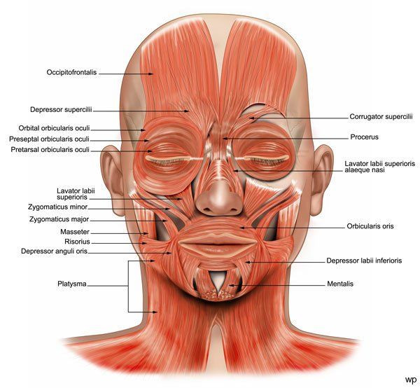 A diagram of the muscles in the face and neck.