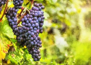 A bunch of grapes hanging from a vine.