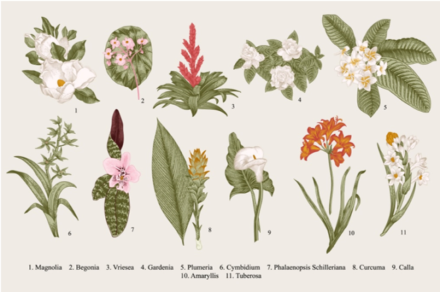 Lots of botanical skincare elements