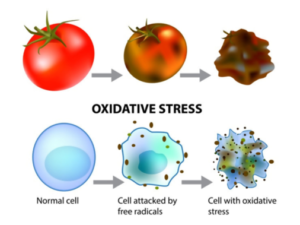 A diagram of oxidative stress and its effects.