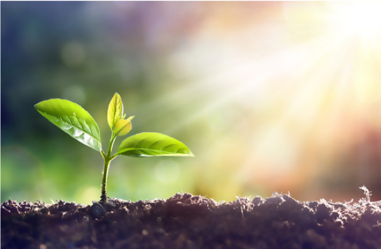 A plant growing in the middle of a dirt field.