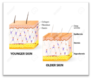 A diagram of younger skin and older skin.