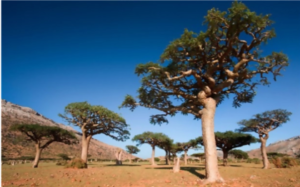 A group of trees in the middle of a field.