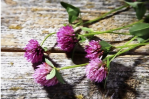 A close up of some purple flowers on a table